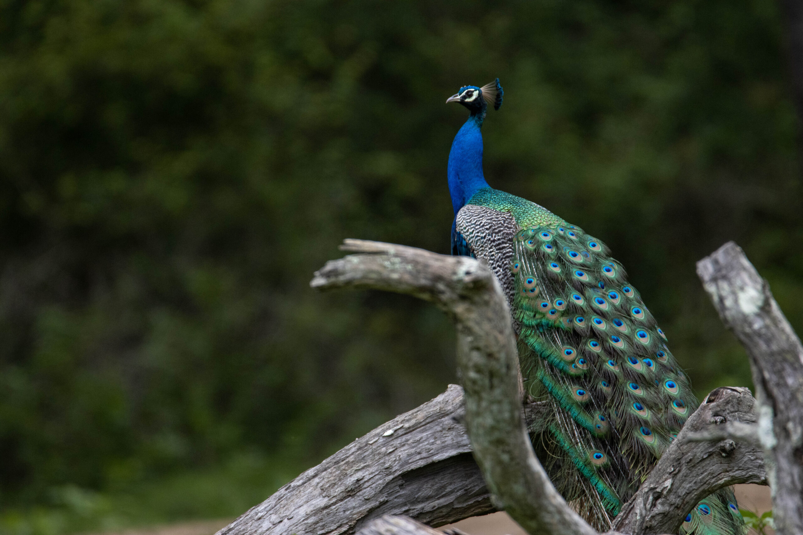 Peacock Sightings